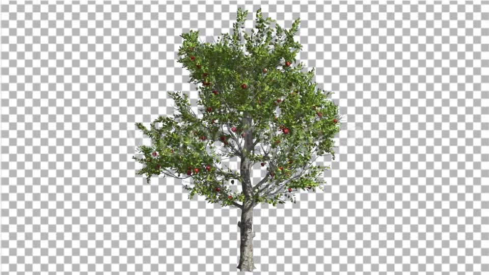 Apple Tree Red Fruits Cut of Chroma Key Tree on Videohive 13511154 Motion Graphics Image 2