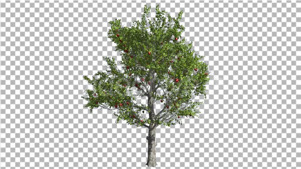 Apple Tree Red Fruits Cut of Chroma Key Tree on Videohive 13511154 Motion Graphics Image 7