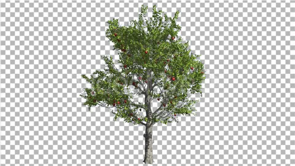 Apple Tree Red Fruits Cut of Chroma Key Tree on Videohive 13511154 Motion Graphics Image 9