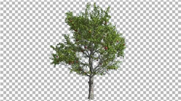 Apple Tree Red Fruits Cut of Chroma Key Tree on - 13511154 Videohive Download