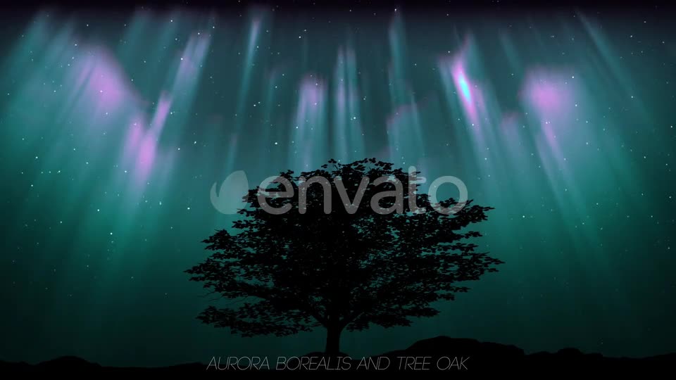Aurora Borealis And Tree Oak (2 in1) Videohive 24461029 Motion Graphics Image 1