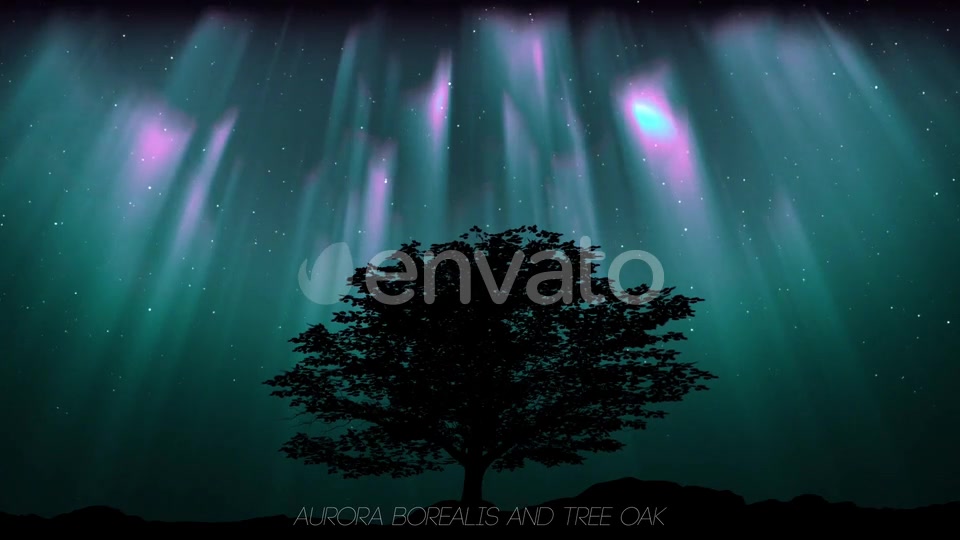 Aurora Borealis And Tree Oak (2 in1) Videohive 24461029 Motion Graphics Image 2