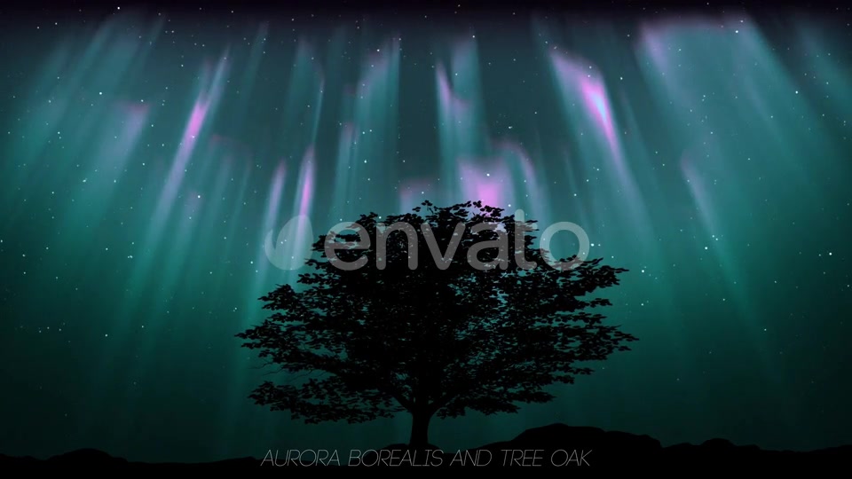 Aurora Borealis And Tree Oak (2 in1) Videohive 24461029 Motion Graphics Image 3