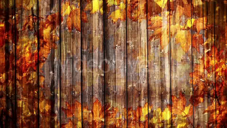 Autumn Background Loop Videohive 18332672 Motion Graphics Image 10