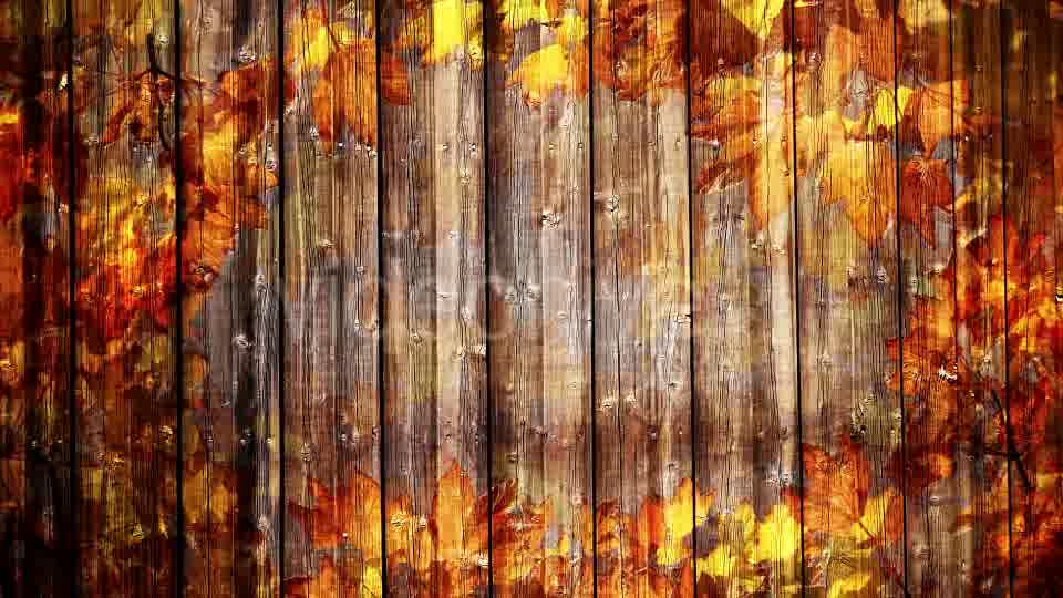 Autumn Background Loop Videohive 18332672 Motion Graphics Image 11