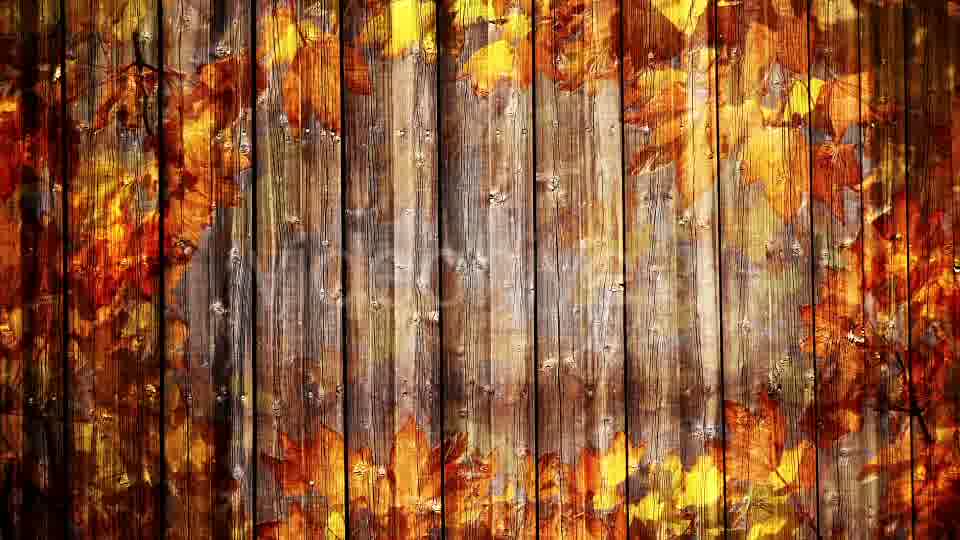 Autumn Background Loop Videohive 18332672 Motion Graphics Image 12
