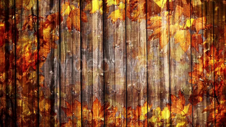Autumn Background Loop Videohive 18332672 Motion Graphics Image 2