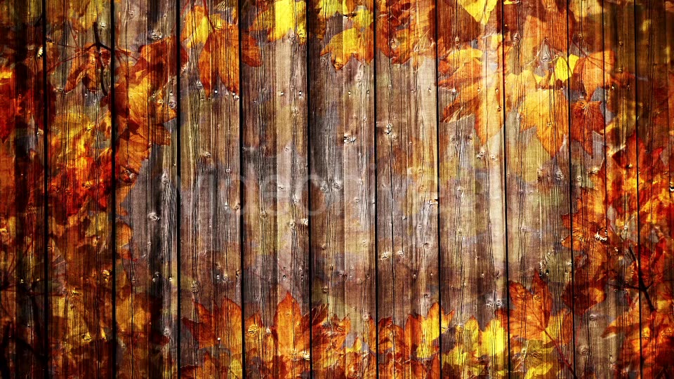 Autumn Background Loop Videohive 18332672 Motion Graphics Image 3