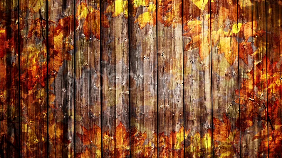 Autumn Background Loop Videohive 18332672 Motion Graphics Image 4