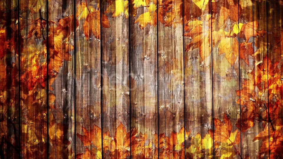 Autumn Background Loop Videohive 18332672 Motion Graphics Image 5