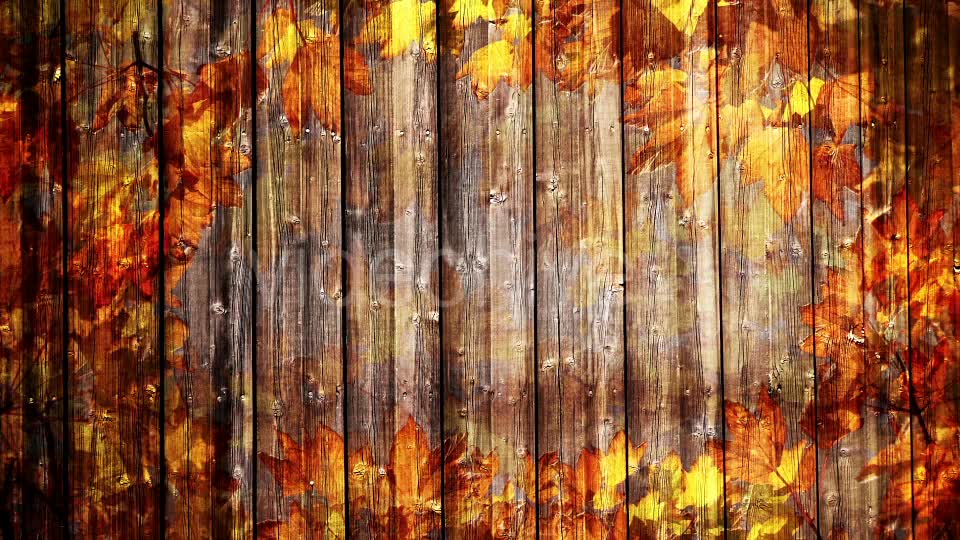 Autumn Background Loop Videohive 18332672 Motion Graphics Image 6