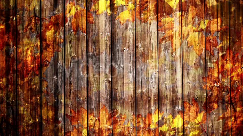 Autumn Background Loop Videohive 18332672 Motion Graphics Image 7