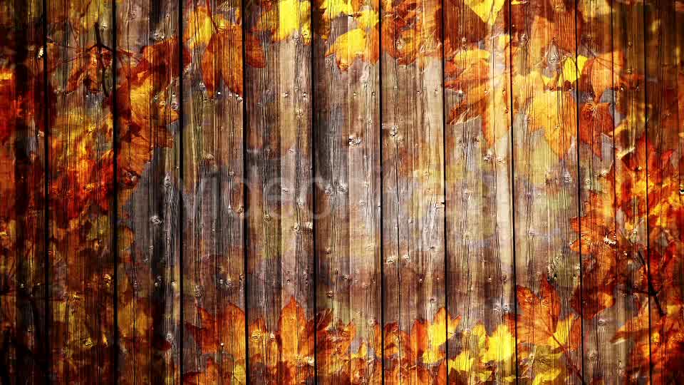 Autumn Background Loop Videohive 18332672 Motion Graphics Image 8