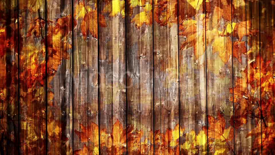 Autumn Background Loop Videohive 18332672 Motion Graphics Image 9