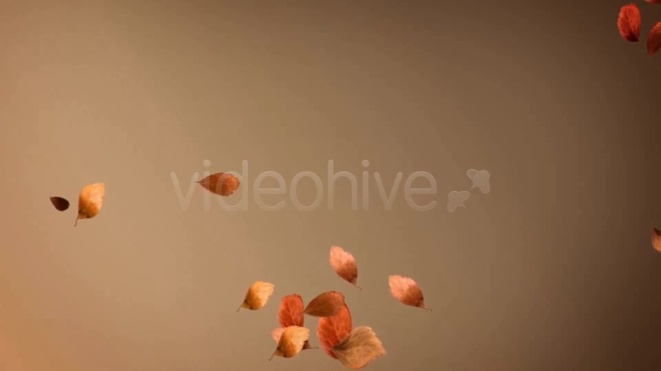 Autumn Leaves Background Pack (4 in 1) Videohive 8942805 Motion Graphics Image 10