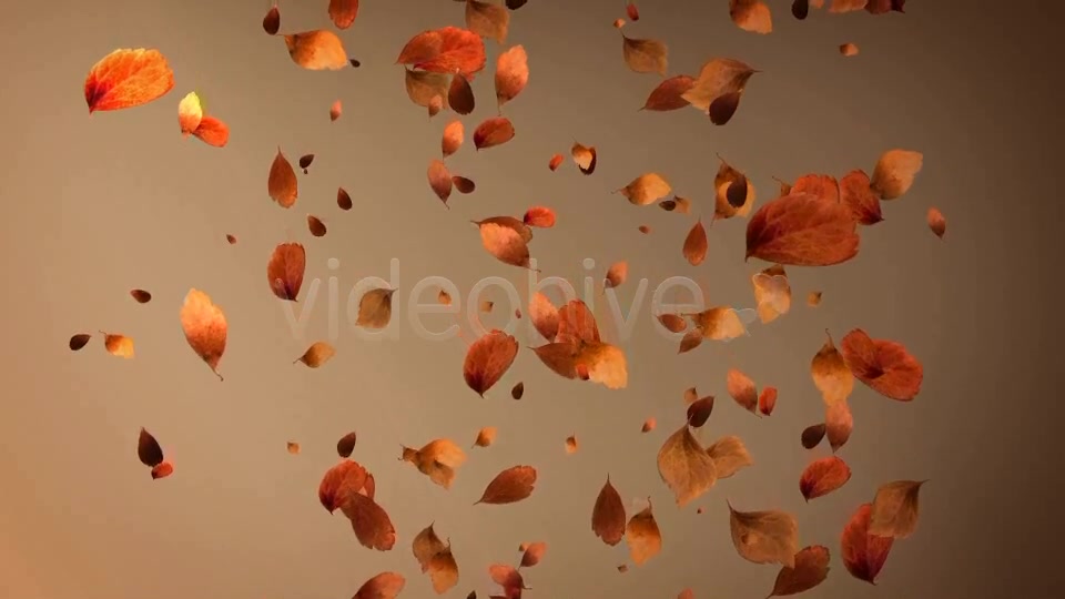 Autumn Leaves Background Pack (4 in 1) Videohive 8942805 Motion Graphics Image 11