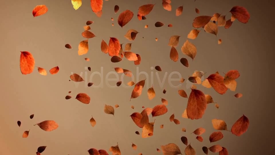 Autumn Leaves Background Pack (4 in 1) Videohive 8942805 Motion Graphics Image 12