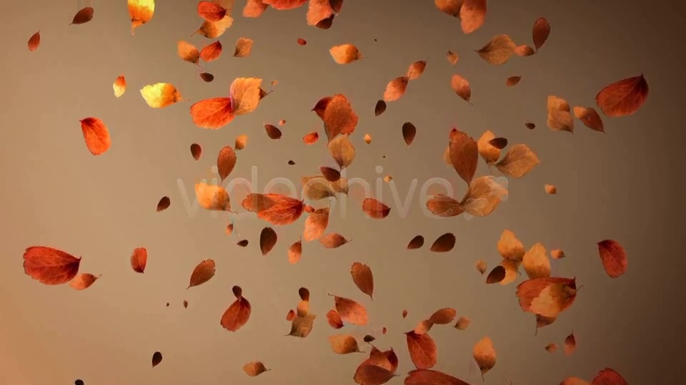 Autumn Leaves Background Pack (4 in 1) Videohive 8942805 Motion Graphics Image 13