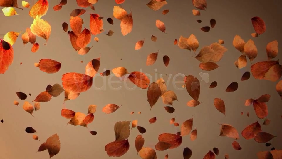 Autumn Leaves Background Pack (4 in 1) Videohive 8942805 Motion Graphics Image 3