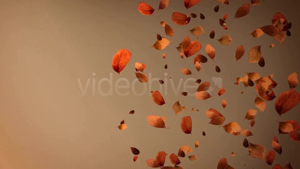Autumn Leaves Background Pack (4 in 1) Videohive 8942805 Motion Graphics Image 4