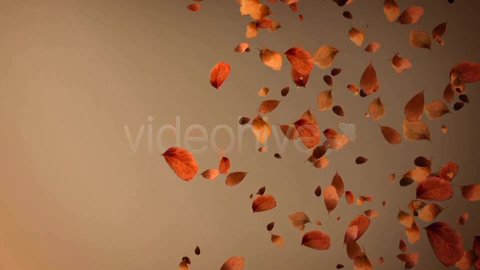 Autumn Leaves Background Pack (4 in 1) Videohive 8942805 Motion Graphics Image 5