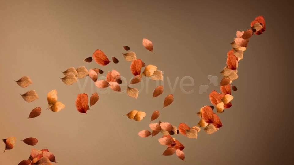 Autumn Leaves Background Pack (4 in 1) Videohive 8942805 Motion Graphics Image 8