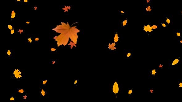 Autumn Leaves Falling - Download 24715715 Videohive