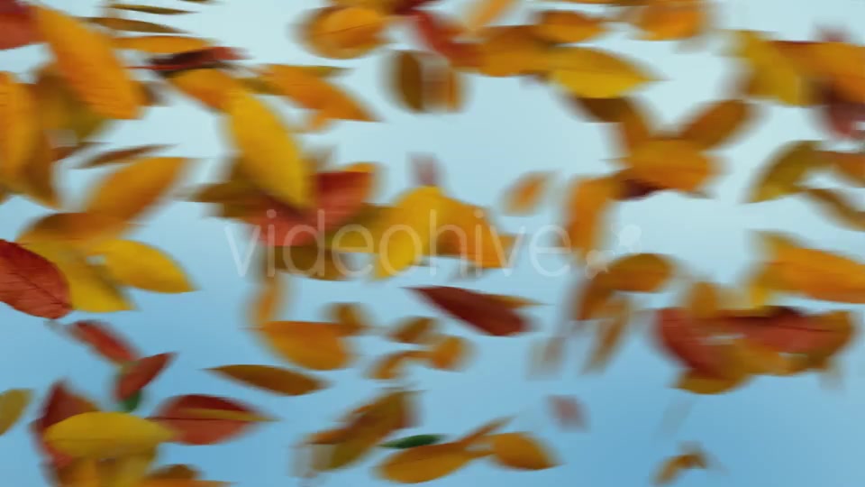Autumn Leaves Transition Videohive 8989009 Motion Graphics Image 2
