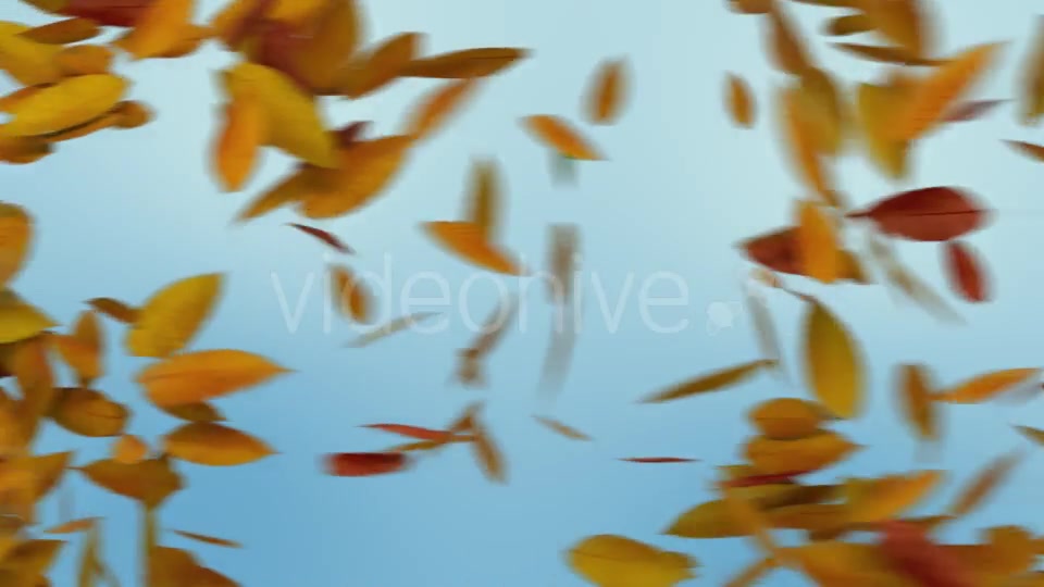 Autumn Leaves Transition Videohive 8989009 Motion Graphics Image 3