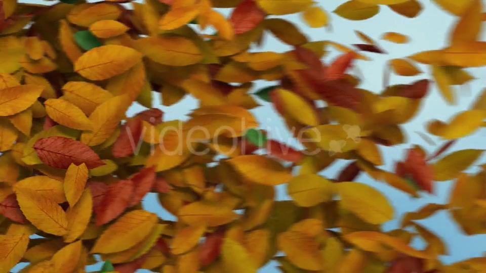Autumn Leaves Transition Videohive 8989009 Motion Graphics Image 5