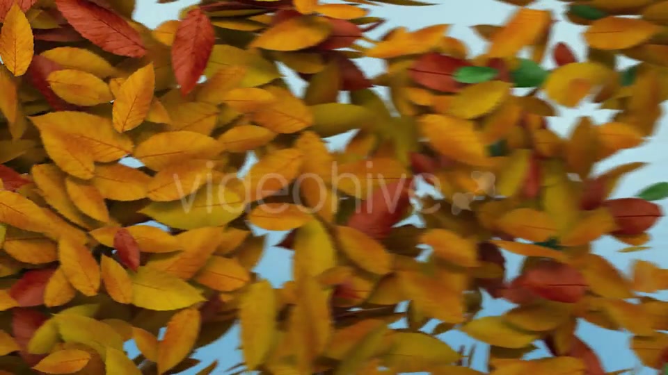Autumn Leaves Transition Videohive 8989009 Motion Graphics Image 6