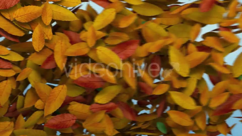 Autumn Leaves Transition Videohive 8989009 Motion Graphics Image 8