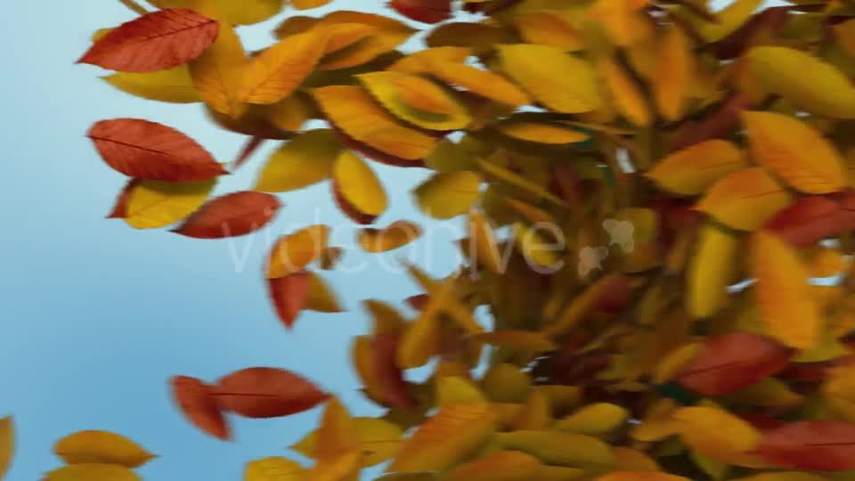Autumn Leaves Transition Videohive 8989009 Motion Graphics Image 9