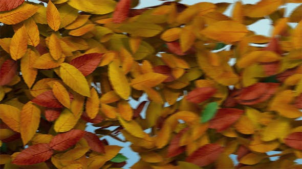 Autumn Leaves Transition - Download Videohive 8989009