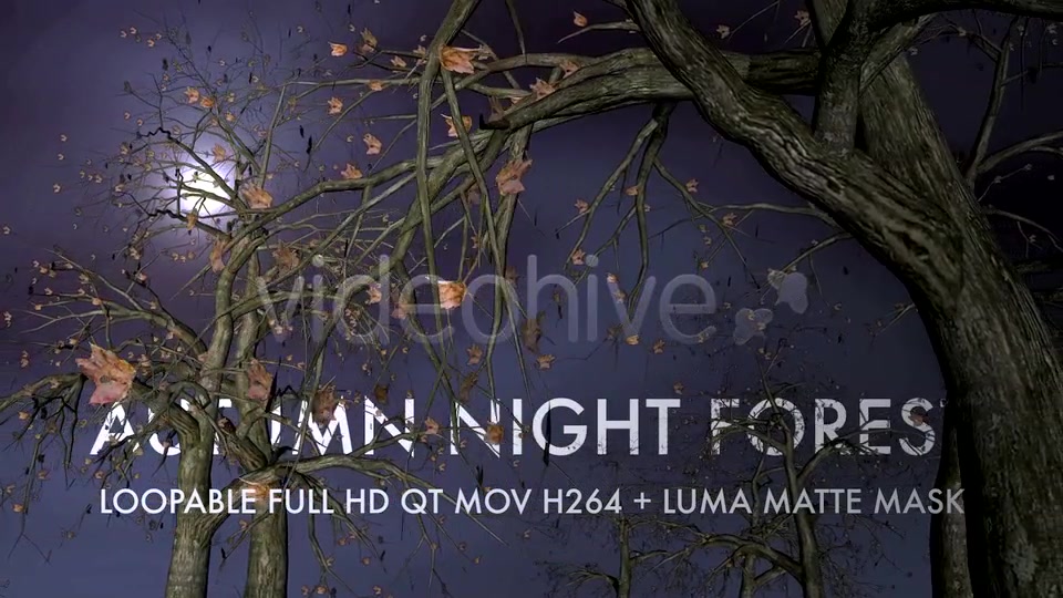 Autumn Night Forest 3D Loop Videohive 5534729 Motion Graphics Image 10