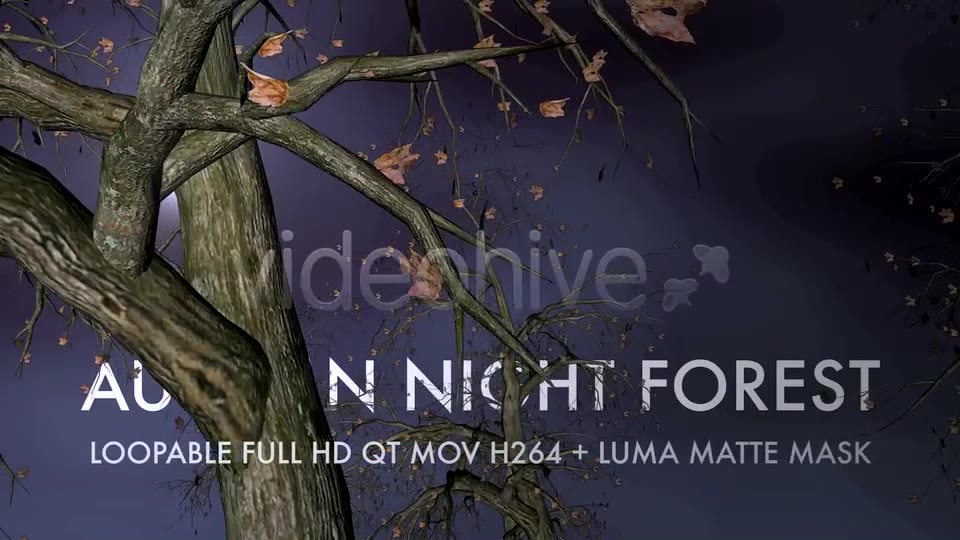 Autumn Night Forest 3D Loop Videohive 5534729 Motion Graphics Image 2