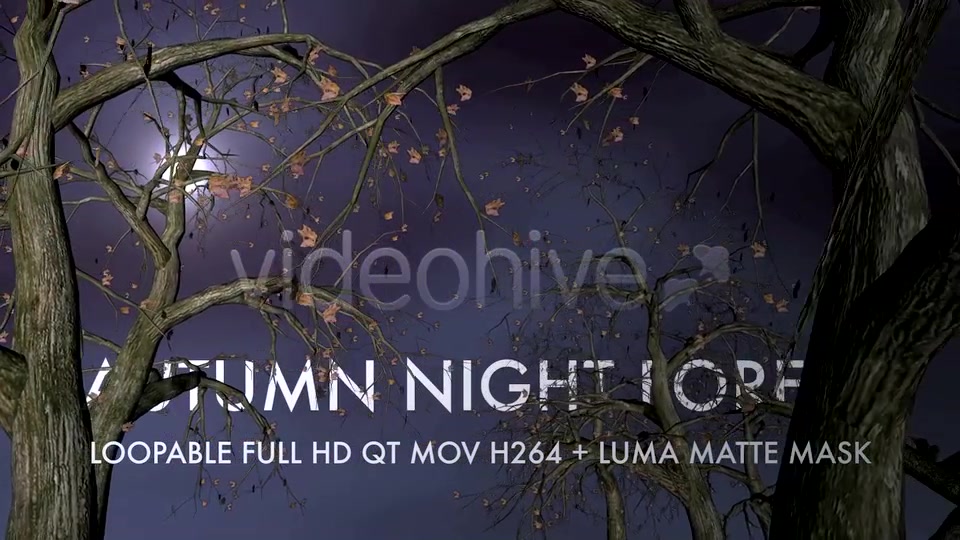 Autumn Night Forest 3D Loop Videohive 5534729 Motion Graphics Image 3