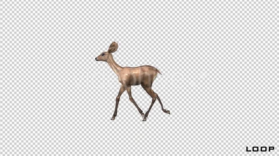 Baby Deer Fawn Walk Animation Videohive 21045547 Motion Graphics Image 1