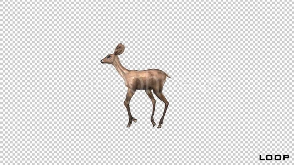 Baby Deer Fawn Walk Animation Videohive 21045547 Motion Graphics Image 2