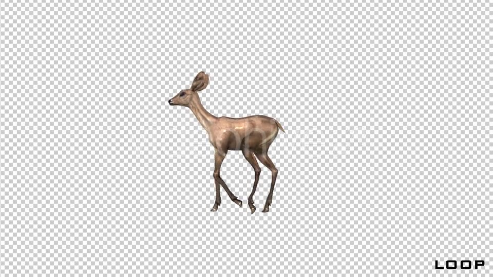 Baby Deer Fawn Walk Animation Videohive 21045547 Motion Graphics Image 5