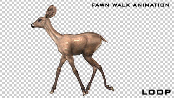Baby Deer Fawn Walk Animation - Download 21045547 Videohive