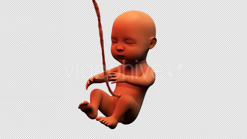Baby Fetus Videohive 14012105 Motion Graphics Image 1