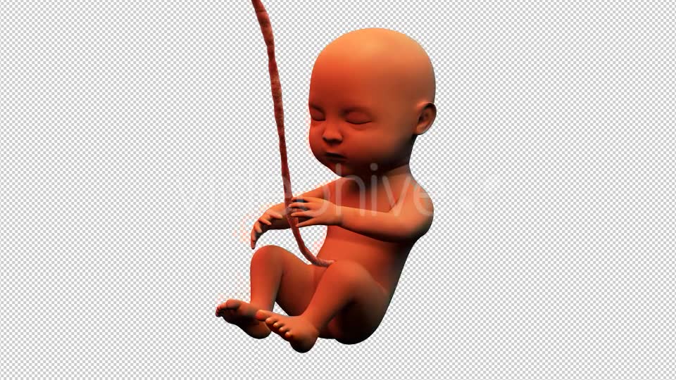 Baby Fetus Videohive 14012105 Motion Graphics Image 2