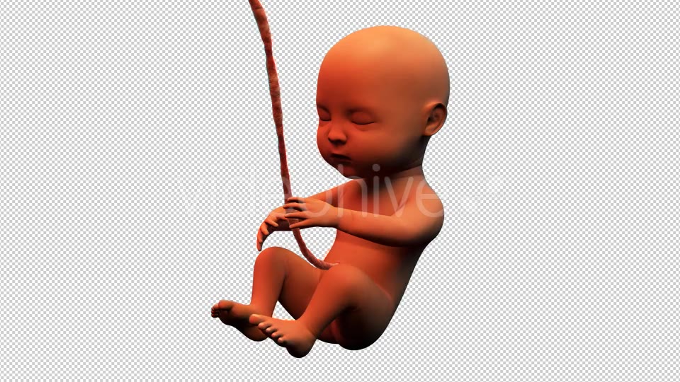 Baby Fetus Videohive 14012105 Motion Graphics Image 3