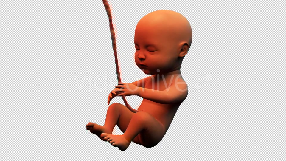 Baby Fetus Videohive 14012105 Motion Graphics Image 4