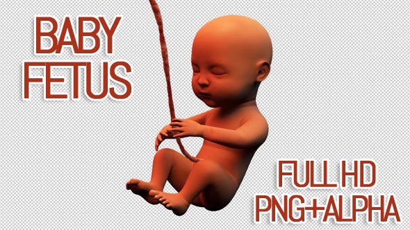 Baby Fetus - Download Videohive 14012105