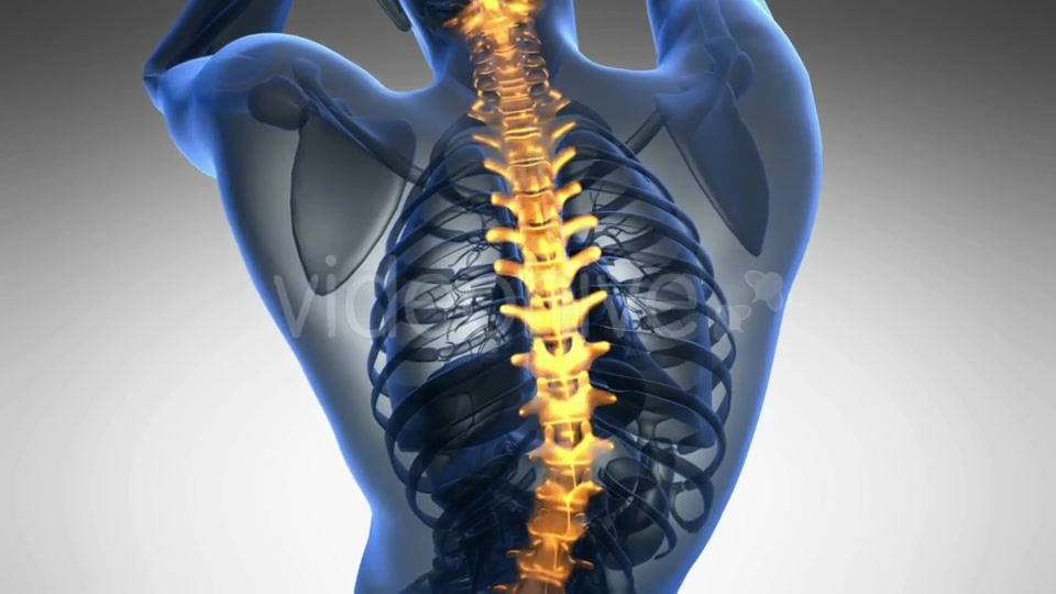 Backache in Back Bones Videohive 19011781 Motion Graphics Image 5