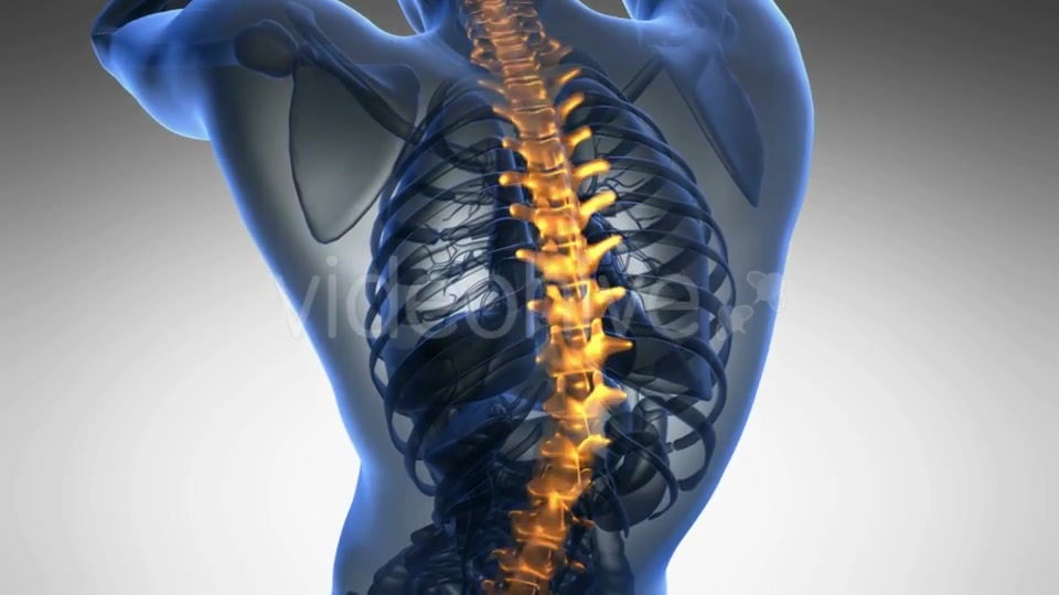 Backache in Back Bones Videohive 19011781 Motion Graphics Image 6