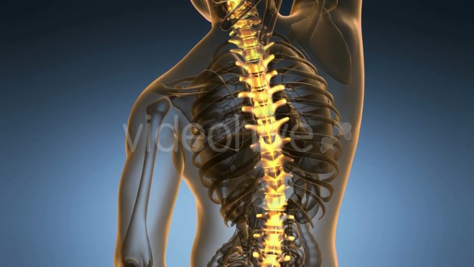 Backache in Back Bones Videohive 18967061 Motion Graphics Image 5