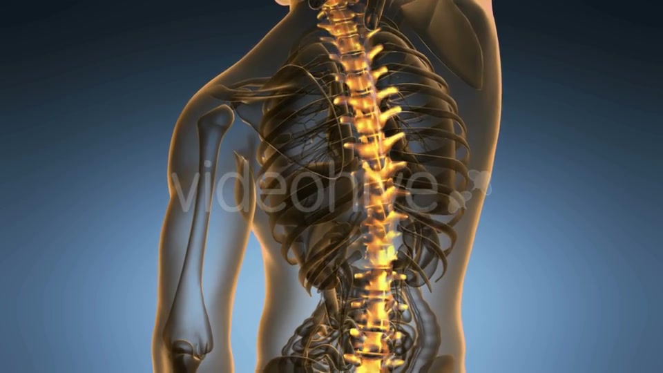 Backache in Back Bones Videohive 18967061 Motion Graphics Image 6